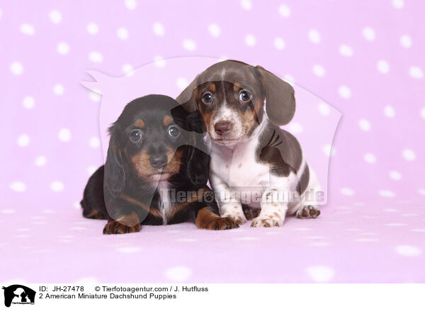 2 American Miniature Dachshund Puppies / JH-27478