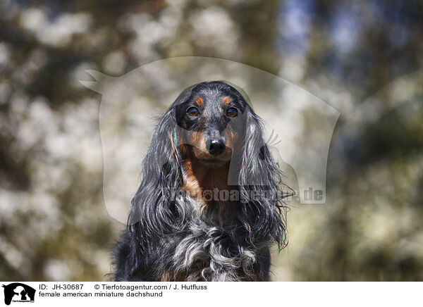 female american miniature dachshund / JH-30687