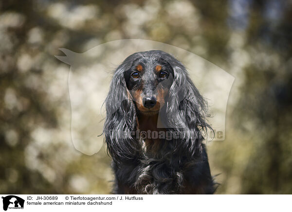 female american miniature dachshund / JH-30689