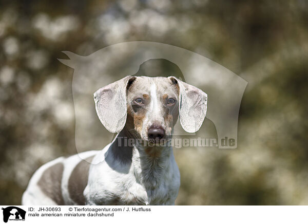 male american miniature dachshund / JH-30693