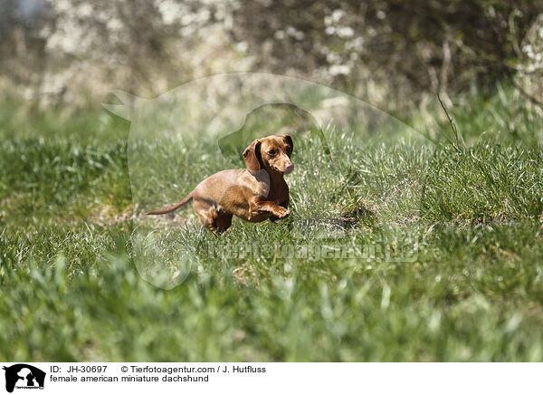 female american miniature dachshund / JH-30697