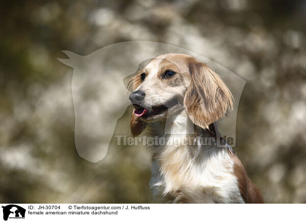 female american miniature dachshund / JH-30704