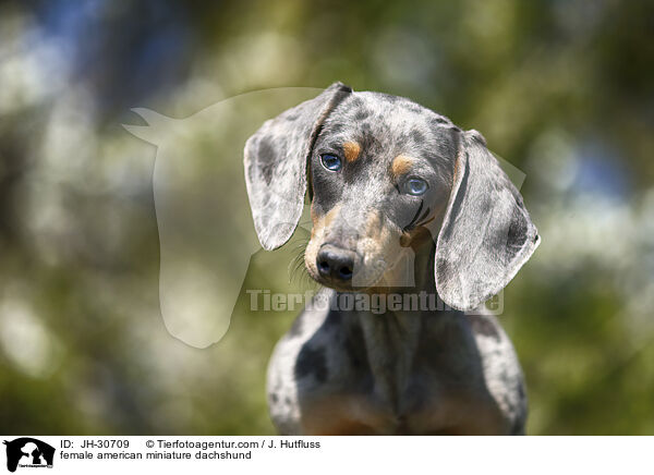 female american miniature dachshund / JH-30709