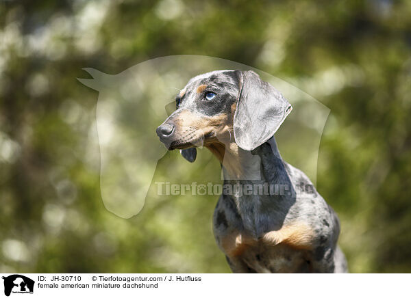 female american miniature dachshund / JH-30710