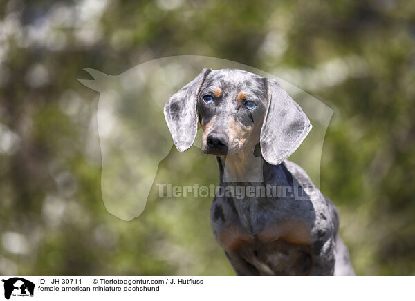 female american miniature dachshund / JH-30711