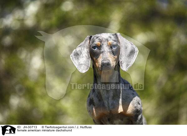 female american miniature dachshund / JH-30713