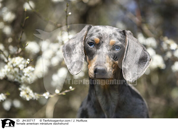 female american miniature dachshund / JH-30717