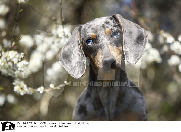 female american miniature dachshund / JH-30719