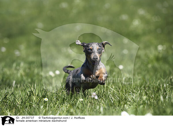 female american miniature dachshund / JH-30737