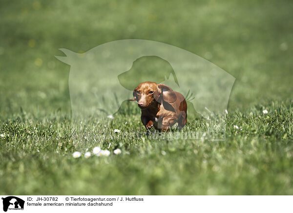 female american miniature dachshund / JH-30782