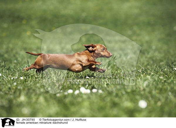 female american miniature dachshund / JH-30790