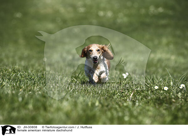 female american miniature dachshund / JH-30808