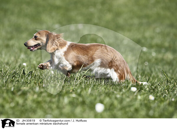 female american miniature dachshund / JH-30819