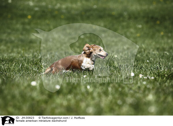 female american miniature dachshund / JH-30823