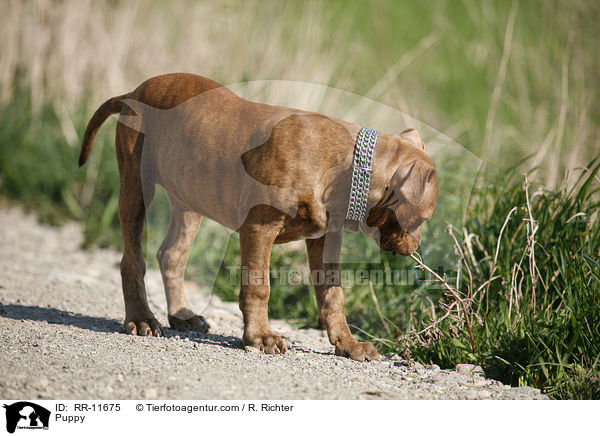 American Pit Bull Terrier Welpe / Puppy / RR-11675