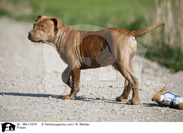 American Pit Bull Terrier Welpe / Puppy / RR-11678