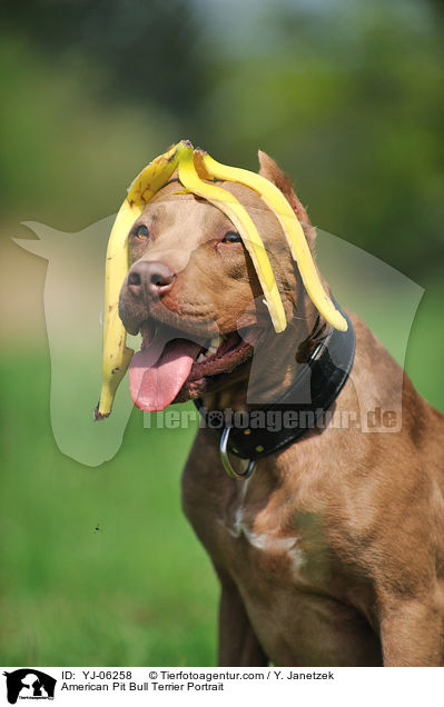 American Pit Bull Terrier Portrait / YJ-06258