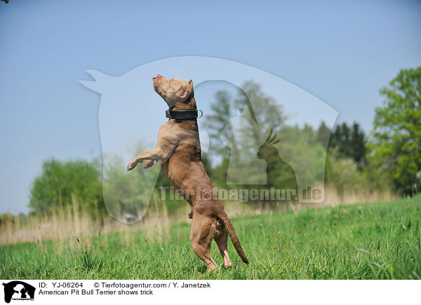 American Pit Bull Terrier shows trick / YJ-06264