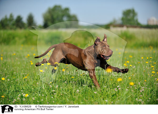 running American Pit Bull Terrier / YJ-08629