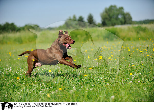running American Pit Bull Terrier / YJ-08638