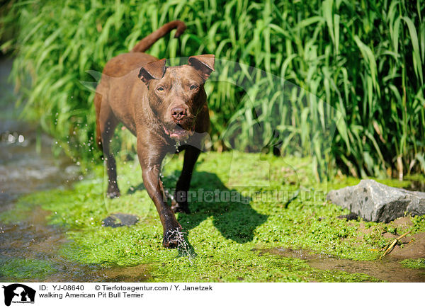 walking American Pit Bull Terrier / YJ-08640