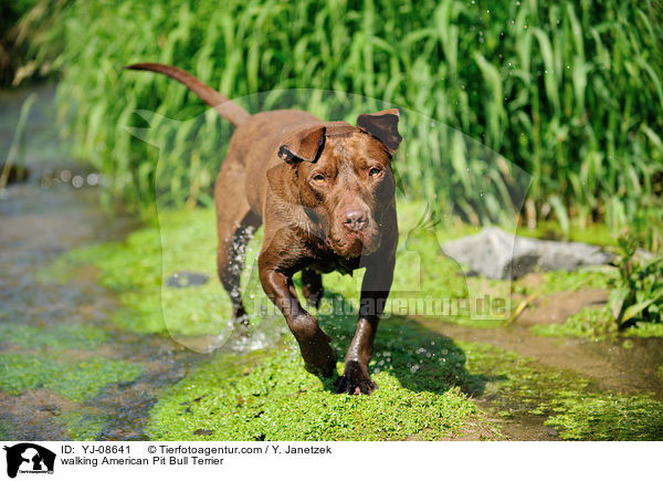 walking American Pit Bull Terrier / YJ-08641