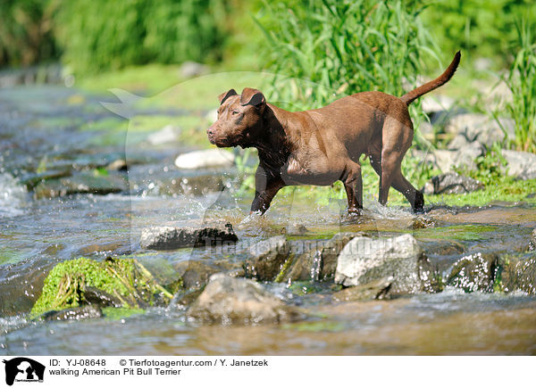 walking American Pit Bull Terrier / YJ-08648