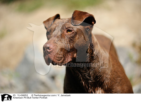 American Pit Bull Terrier Portrait / YJ-08652
