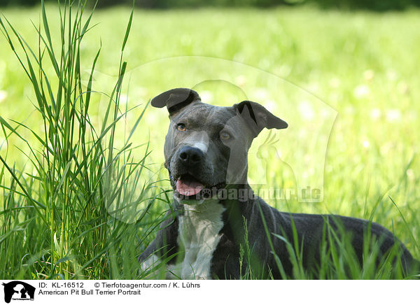 American Pit Bull Terrier Portrait / KL-16512