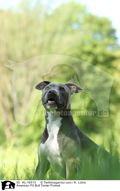 American Pit Bull Terrier Portrait / KL-16513