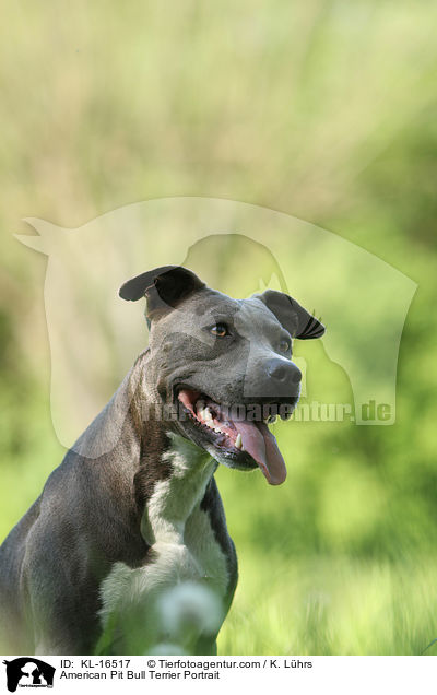 American Pit Bull Terrier Portrait / KL-16517