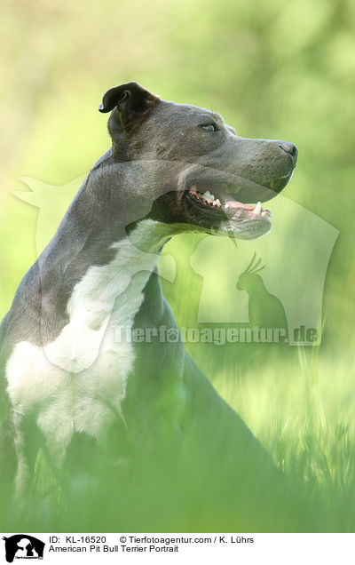 American Pit Bull Terrier Portrait / KL-16520