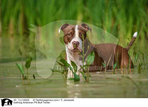 bathing American Pit Bull Terrier / YJ-14924