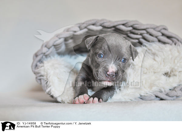 American Pit Bull Terrier Puppy / YJ-14958