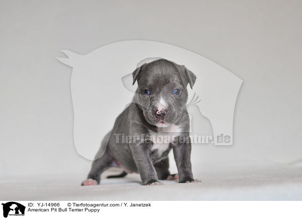 American Pit Bull Terrier Puppy / YJ-14966