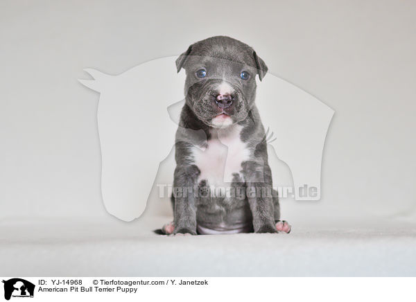American Pit Bull Terrier Puppy / YJ-14968