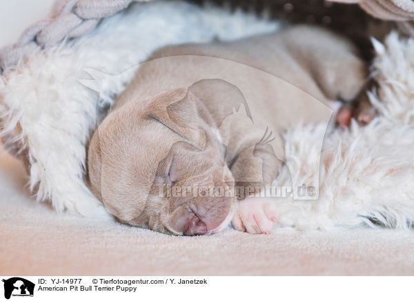 American Pit Bull Terrier Puppy / YJ-14977