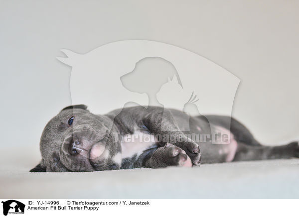 American Pit Bull Terrier Puppy / YJ-14996