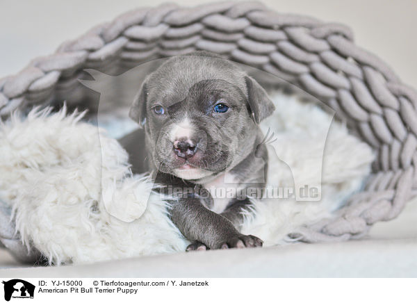 American Pit Bull Terrier Puppy / YJ-15000