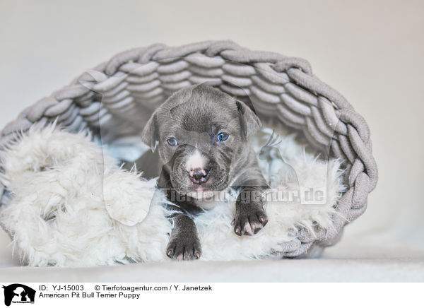 American Pit Bull Terrier Puppy / YJ-15003