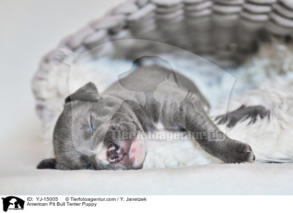 American Pit Bull Terrier Puppy / YJ-15005