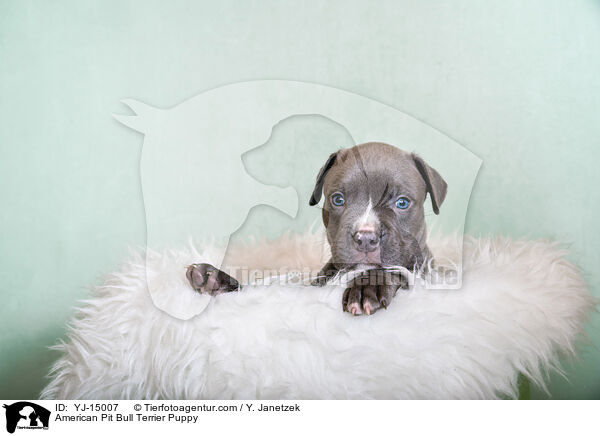American Pit Bull Terrier Puppy / YJ-15007