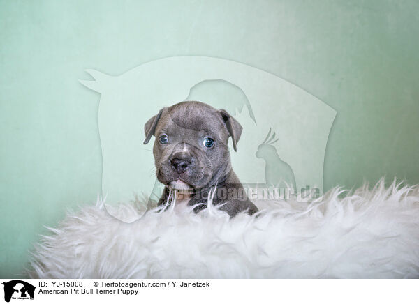 American Pit Bull Terrier Puppy / YJ-15008