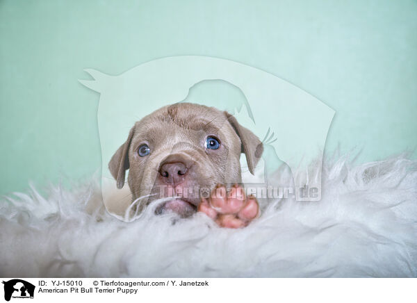 American Pit Bull Terrier Puppy / YJ-15010