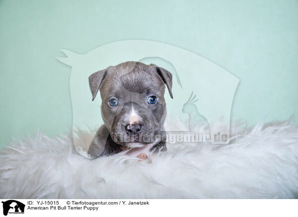 American Pit Bull Terrier Puppy / YJ-15015