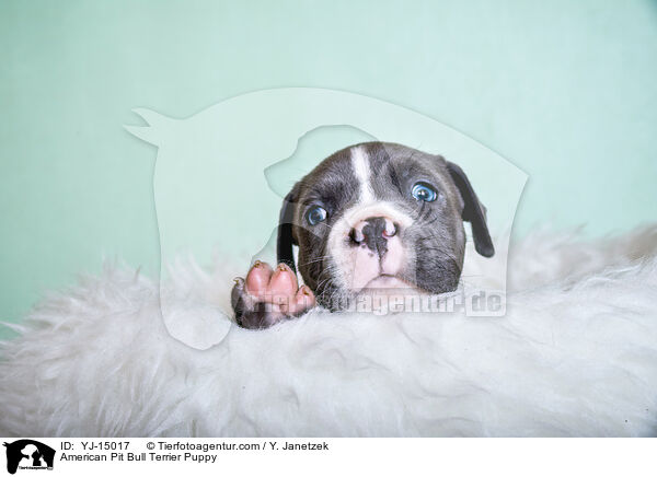 American Pit Bull Terrier Puppy / YJ-15017