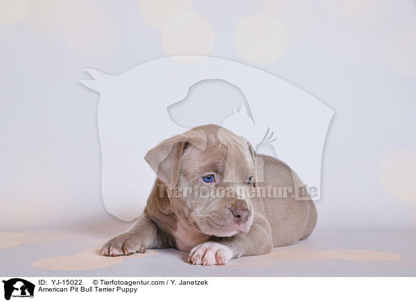 American Pit Bull Terrier Puppy / YJ-15022