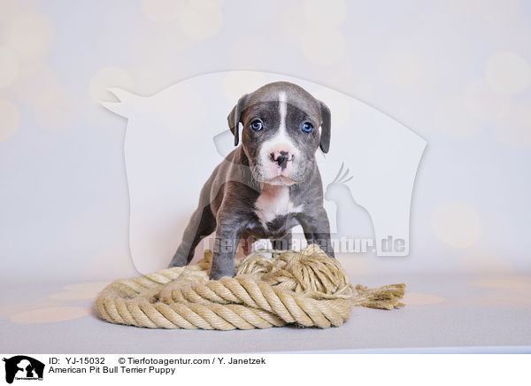 American Pit Bull Terrier Puppy / YJ-15032