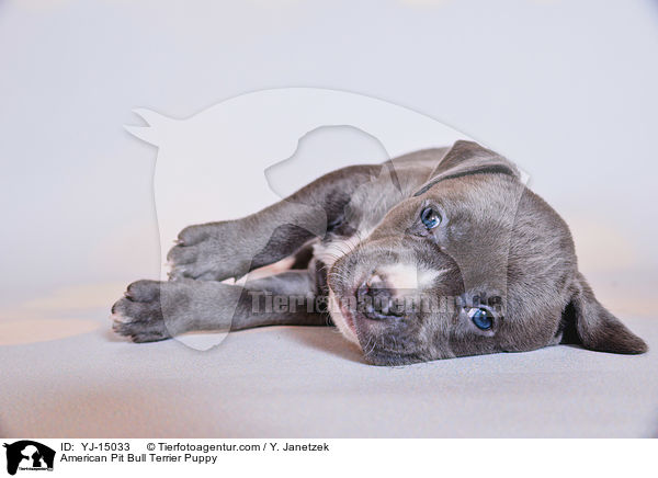 American Pit Bull Terrier Puppy / YJ-15033