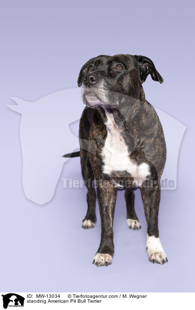 standing American Pit Bull Terrier / MW-13034